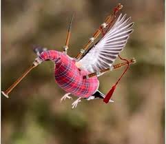 This came from a scottish joke in which it is said that haggis is a small animals that runs around scottish highlands' steep hills. Flying Haggis Cause Mayhem In Dumfries Galloway
