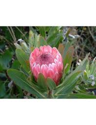 Image result for Protea argyrea