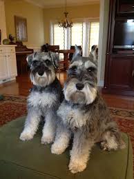 Maybe you would like to learn more about one of these? How To Groom A Schnauzers Ears Arxiusarquitectura