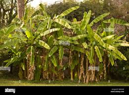 Image result for Musaceae