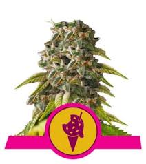 Thc levels of gelato average at 20%. Cookies Gelato Strain Royal Queen Seeds Thc 20