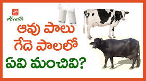 Difference Between Cow Milk And Buffalo Milk Milk Health Benefits In Telugu Yoyo Tv Health Youtube It also helps burn calories and maintain weight.