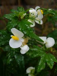 Image result for Begonia princeae