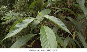 Image result for Pavetta rwandensis