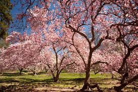 When these plants then flower the following spring, they are said to bloom on old wood—the stem growth that occurred during the previous year. Beautiful Spring Blooming Trees The Garden Glove
