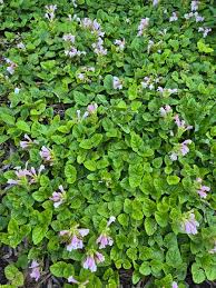 Image result for Melhania forbesii