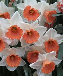 Narcissus Chromacolor Pink Large Cupped Narcissi Narcissi Flower Bulb Index Bulb Flowers Narcissus Flower Narcissus