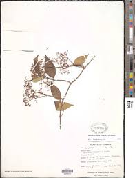 Image result for Secamone delagoensis