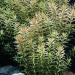 Image result for Rotala tenella