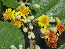 Image result for Grewia falcistipula