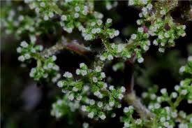 Image result for Urera