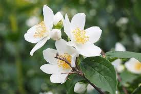 Ask questions about your assignment. 11 Fragrant Flowers That Bloom At Night