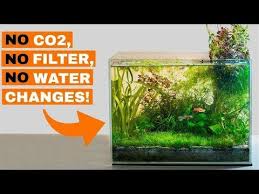 Look closely at where your filter outlet enters the water. 8 Month Update No Filter No Co2 No Ferts No Water Changes 5 Gallon Nano Dirted Tank Youtube In 2021 Nano Tank 5 Gallon Fish Tank Aquascape