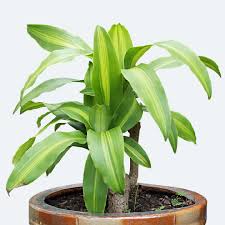Image result for Dracaena aubryana
