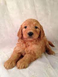 We specialize in raising standard sized goldendoodle puppies. Iowa S Top Goldendoodle Breeder Purebredpups