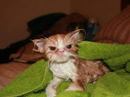 Ruyada Kedi Yikadigini Gormek Ruyandagor Com