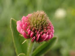 Image result for Trifolium semipilosum