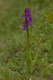 Image result for Brachycorythis rhodostachys