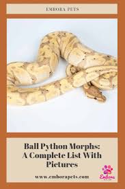 Ball Python Morphs A Complete List With Pictures Embora Pets
