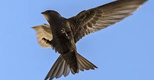 Результат пошуку зображень за запитом "стриж"