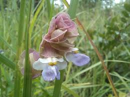 Image result for Tinnea apiculata