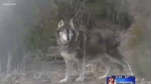 The only way to keep coyotes from killing your cat is to make sure your cat never experiences an encounter with one. Verify Is Wolf Urine The Key To Keeping Coyotes Away Wwltv Com