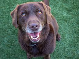 Under pennsylvania law, cruelty to animals includes: Donate To Help Stop Animal Cruelty Globalgiving