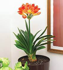 Although these plants need to be outside till they bloom, they are a treat when you bring the fragrance inside! 22 Of The Most Beautiful Blooming Houseplants Indoor Flowering Plants Indoor Flowers Flowering House Plants