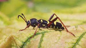 The small black and yellow beetle may not be noticed until damage is detected. Wasp Beetle The Wildlife Trusts