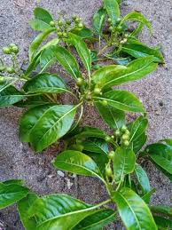 Image result for Triainolepis