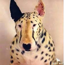 Spotty Bullies Bull Terrier Art Bull Terrier Mini Bull Terriers