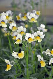Image result for Nemesia fruticans