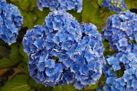 Hydrangea macrophylla let's dance® rhythmic blue™ sku: Let S Dance Rhythmic Blue Hydrangea 1 Gallon Reblooming Sky Blue Online Orchards