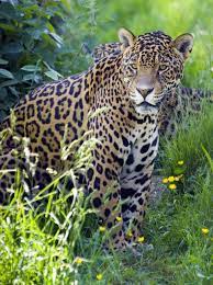 The Jaguar Is A Feline Animal Specifically Found In The Continent Of America The Jaguar Or The Panthera Jaguar Animal Jaguar Animal Facts Animal Facts