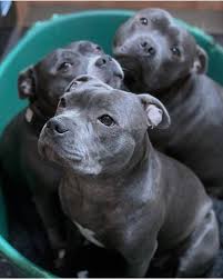 Beautiful Bullys On Instagram Name Them Bluestaffyprince All Rights Are Reserved Belong To Their In 2020 Cute Animals Staffy Dog Cute Baby Animals