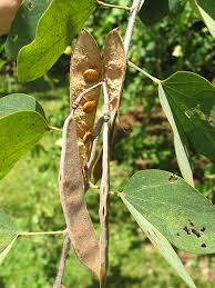 Image result for Bauhinia tomentosa