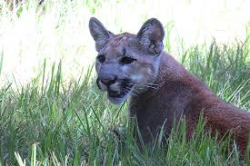 Florida panthers are a subspecies of the mountain lion. Plight Of The Panther Nrdc
