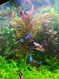 Image result for Nesaea crassicaulis