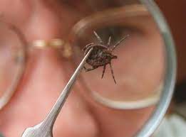 And while there are roughly 80 different tick species that can be found in the continental united states (and over 800 found worldwide), there are ten species that really stand out. Ticks And Disease Uf Ifas Extension