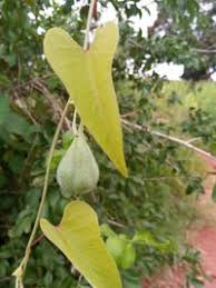 Image result for Aristolochia albida
