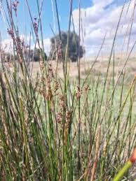 Image result for Juncus kraussii