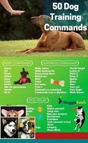 Dog Training Tips Articles And Puppy Teething Have A New Puppy Or Do You Have A Longtime Canine Co Dog Clicker Training Dog Training Dog Training Obedience