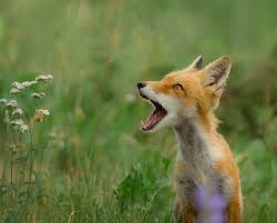 Gray foxes and red foxes are different species in different genuses. What Does The Red Fox Say