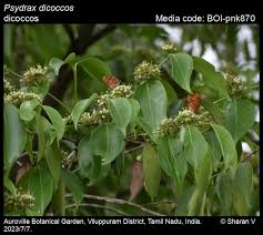Image result for Psydrax fragrantissima