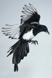 Magpie Yirtici Kuslar Kus Kanatlari Hayvan