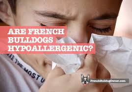 Plus, learn more about what causes dog allergies. Are French Bulldogs Hypoallergenic Dogs Or Bad For Allergy Sufferers French Bulldog Owner