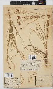 Image result for Senecio striatifolius