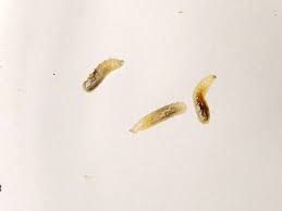 Image result for Rhagoletis completa