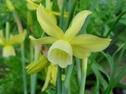 Narcissus Hawera Narcissus Daffodils Garden Design