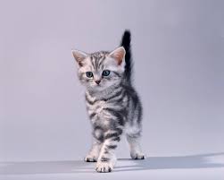 Check spelling or type a new query. American Shorthair Tabby Kittens For Sale Segerios Com